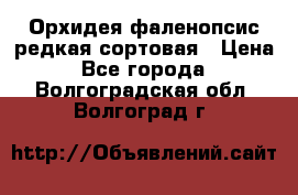 Орхидея фаленопсис редкая сортовая › Цена ­ 800 - Все города  »    . Волгоградская обл.,Волгоград г.
